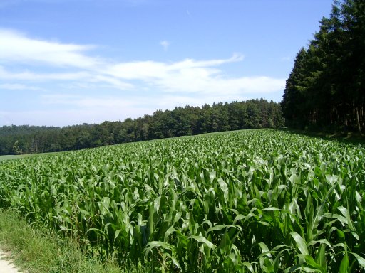 Ein Maisfeld schmiegt sich an den Wald